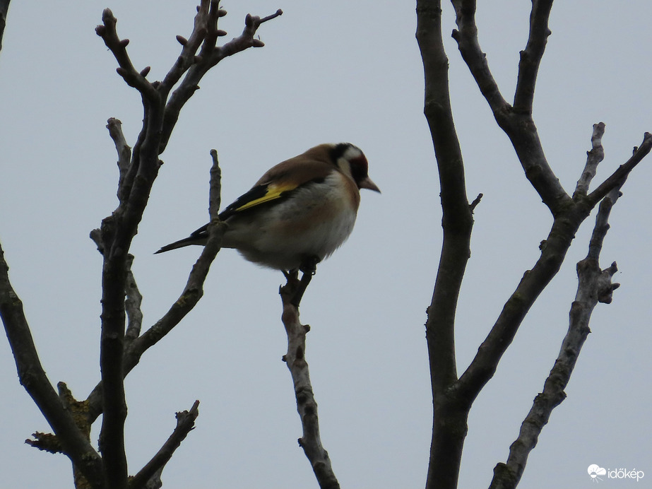 Magányosan kuporgó