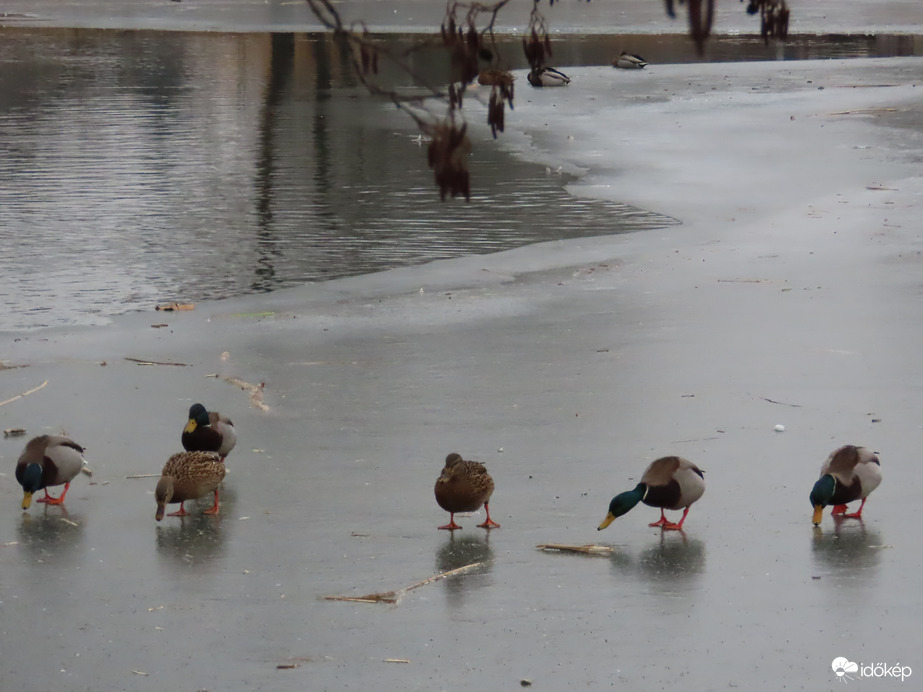 Mi a jég hátán is megélünk!