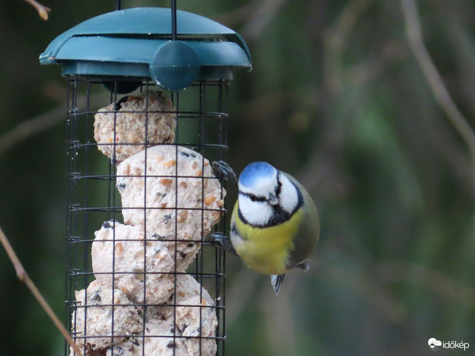Kék sapkás gombóc