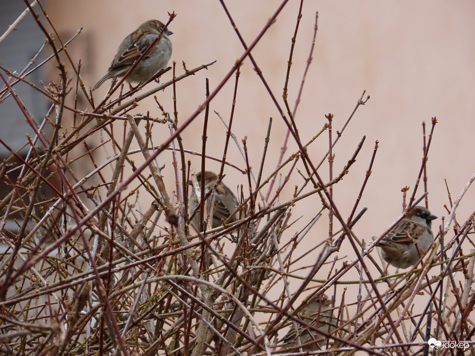 Bokorban megbújó Házi verebek