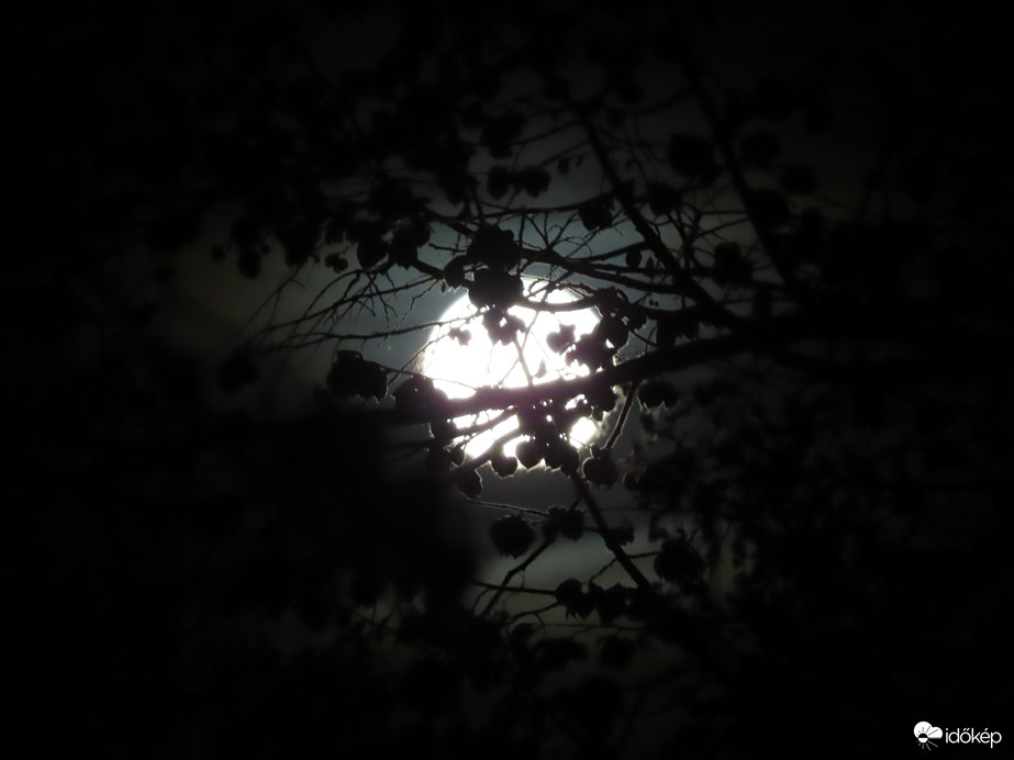 Telihold ágak takarásában