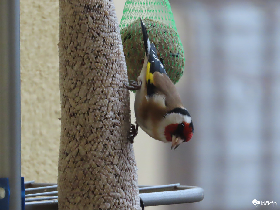 Fejjel lefelé lógva is tudok enni!