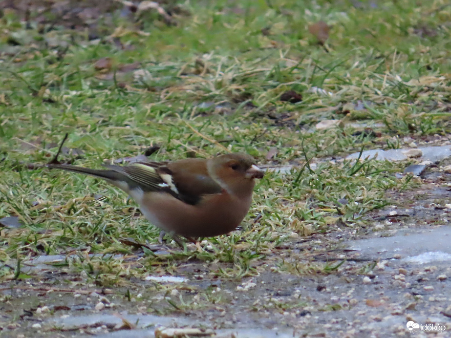 Sáros lett a csőröm!