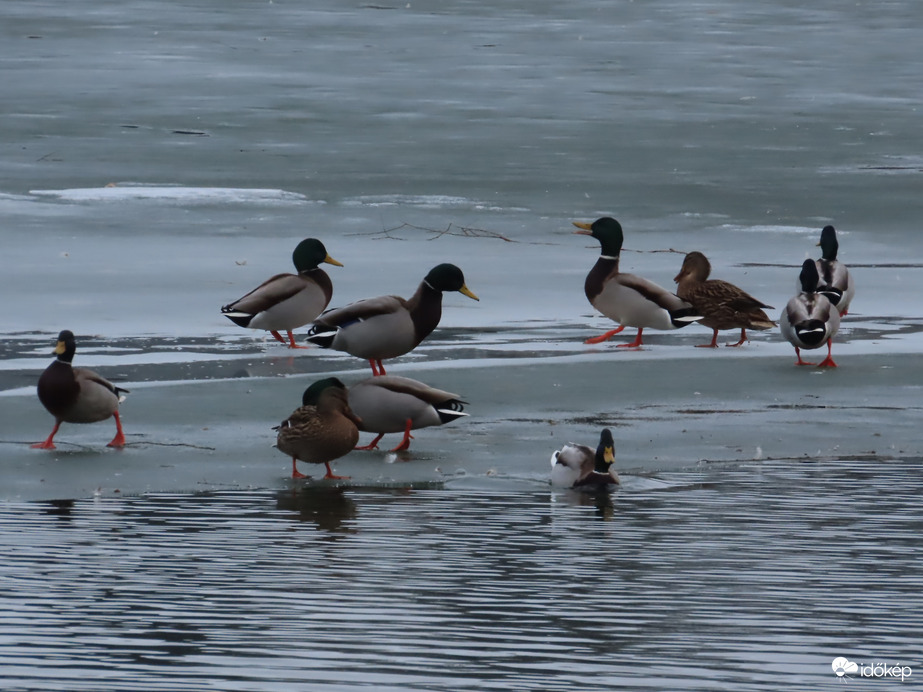 Élet a jég és víz határán