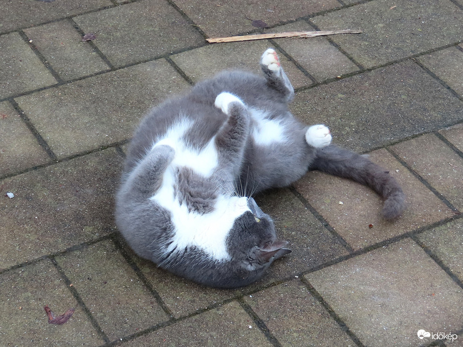 Simizd meg a pocakomat!