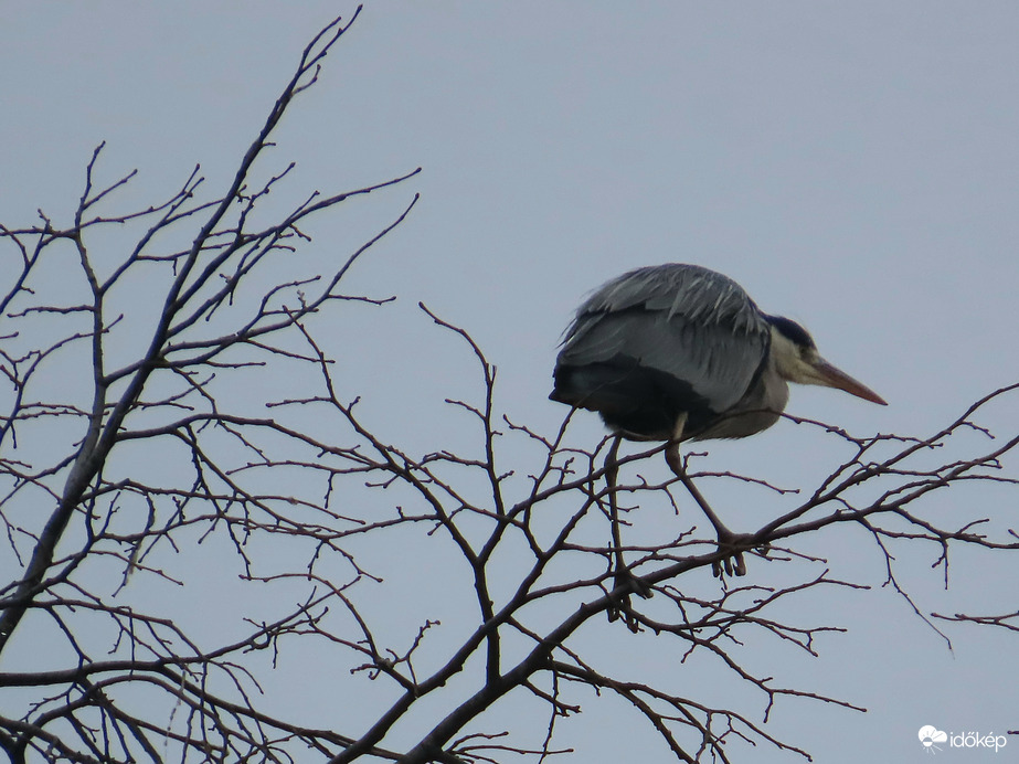 Erről a fáról jobban látom a halakat!