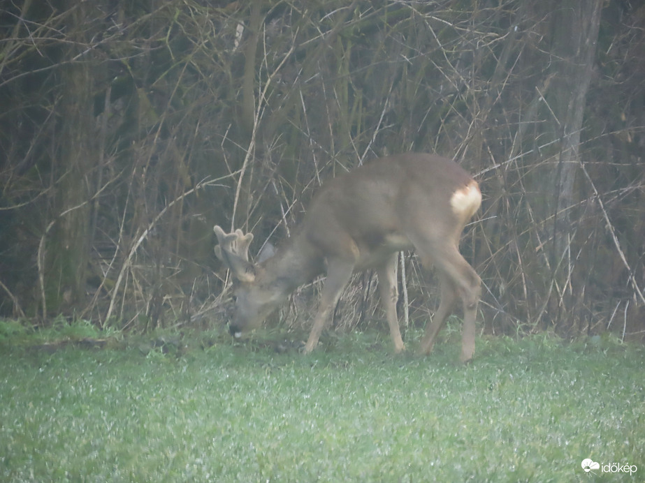 Legelésző őzbak a ködös erdőszélen