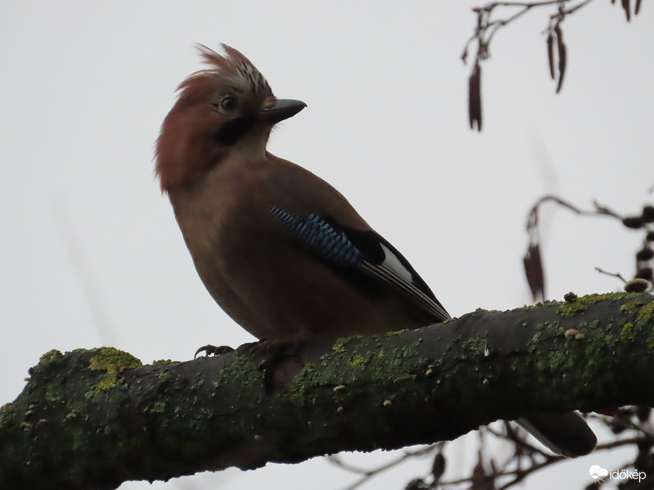 Kakadunak képzeli magát!