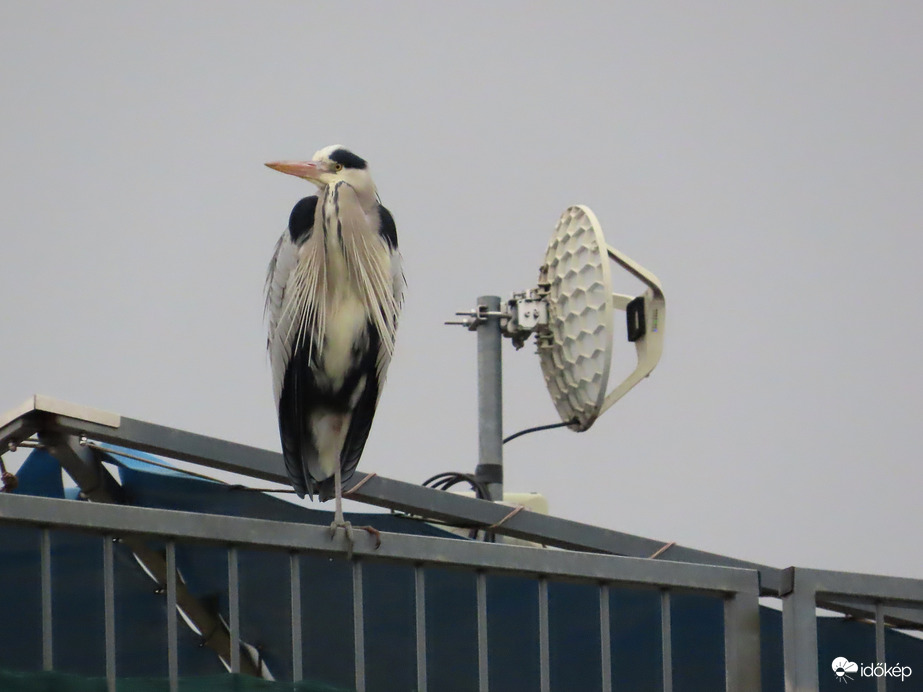 Én a magasból figyelem a környéket