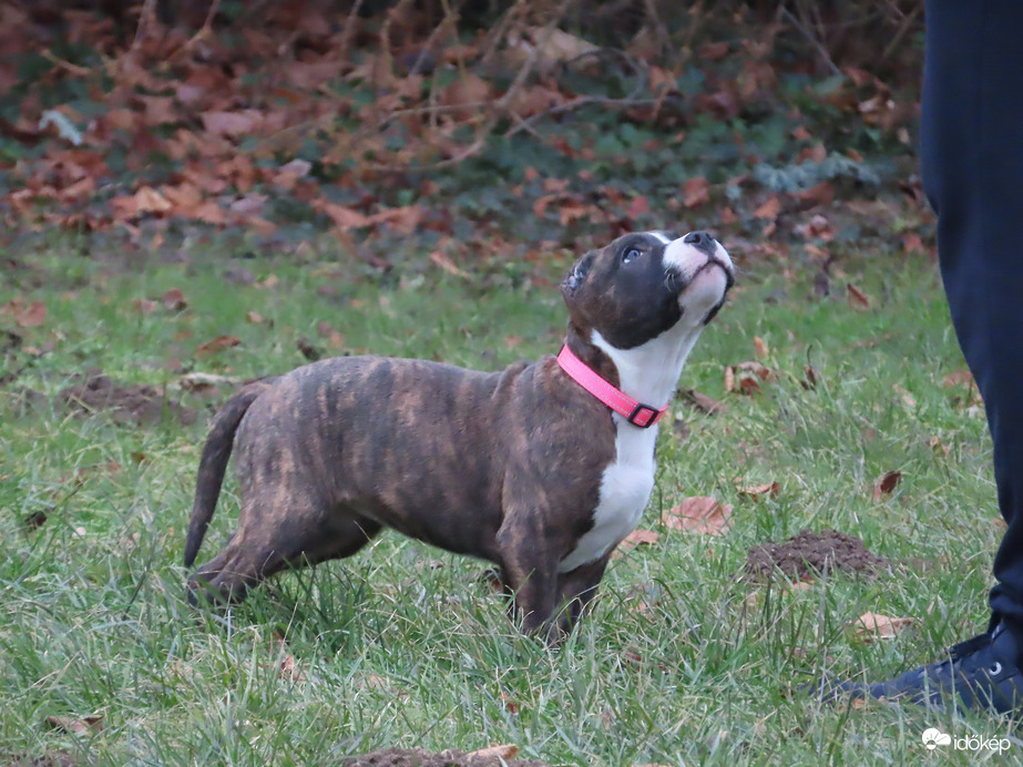 Várom a jutifalatot, mert ügyes voltam!