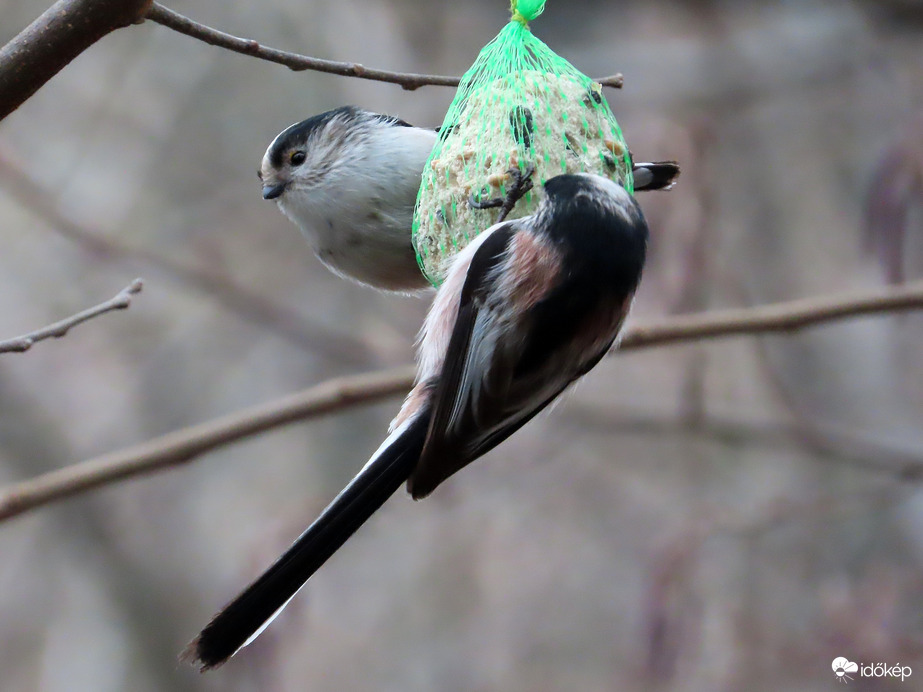 Őszapós délutánom volt