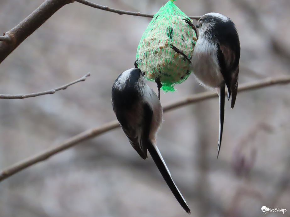 Őszapós délutánom volt