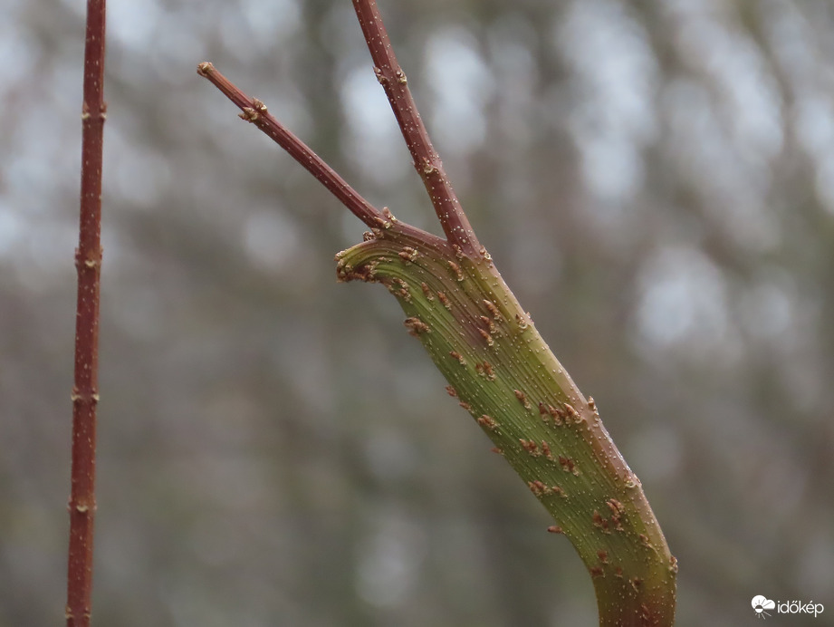 Aranyvessző érdekes ága