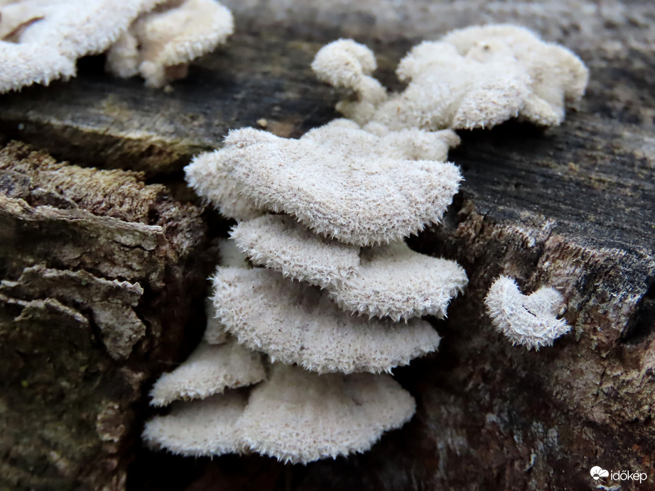 Hasadtlemezű gomba?