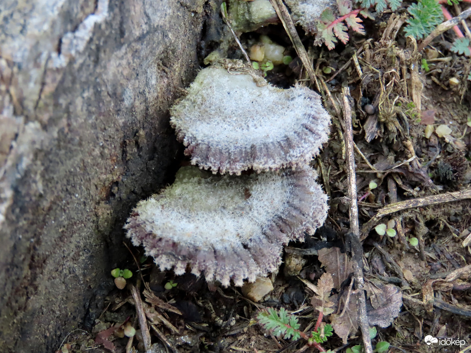 Hasadtlemezű gomba?