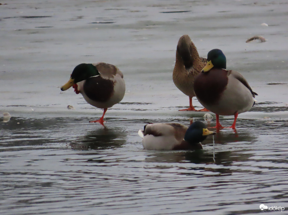 Élet jégen és vízen