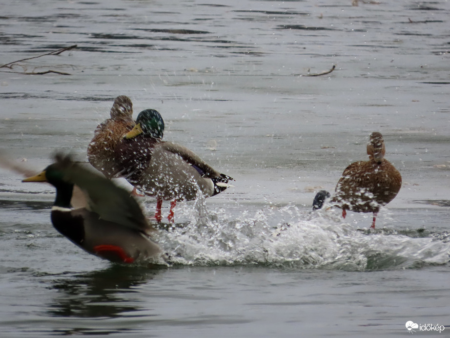 Élet jégen és vízen
