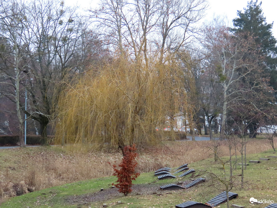 Ébredezik a Szomorúfűz