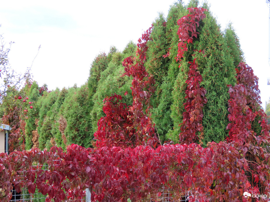 Vadszőlővel befutva