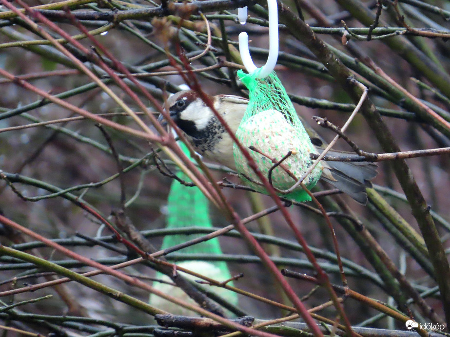 A bokor sűrűjében