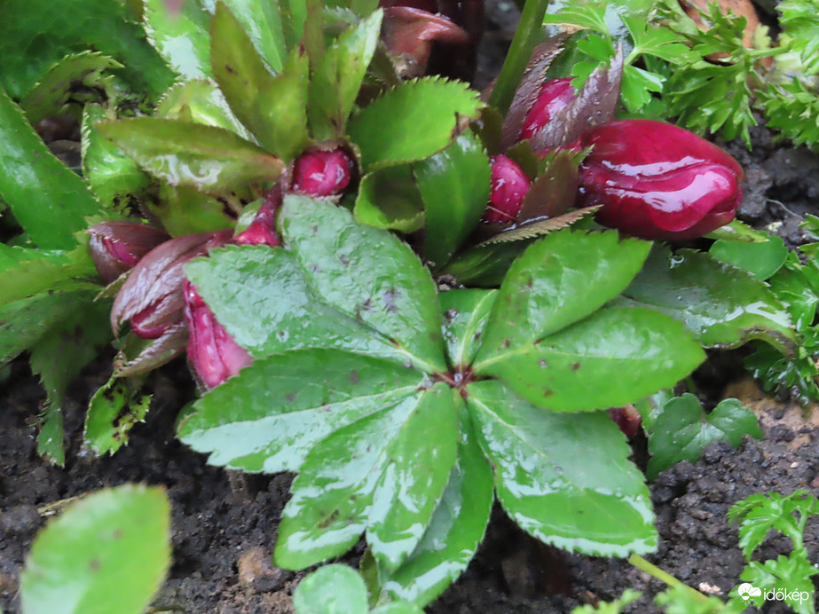 Bimbós hunyor vizesen