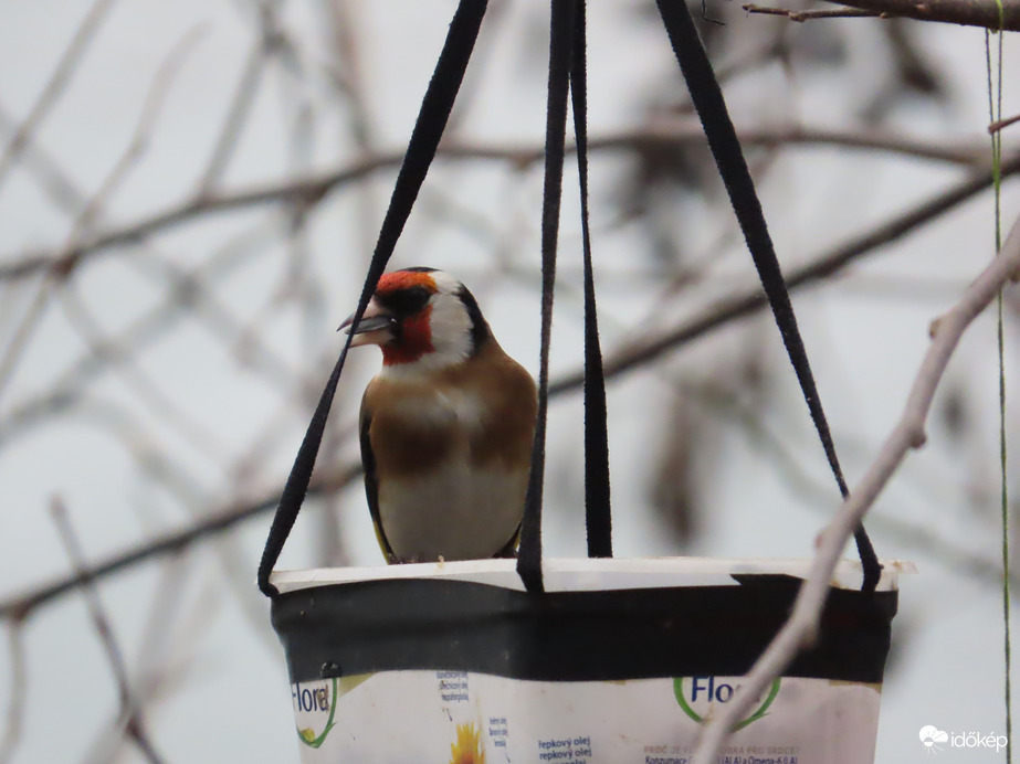 A Tengelic is megéhezett