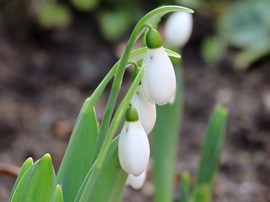 Végre láttam Hóvirágot!