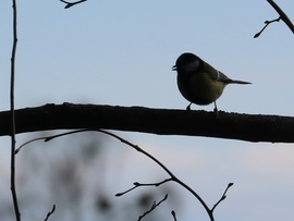 Dalra fakadt a Széncinege