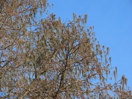 Zöldül a Mocsárciprus