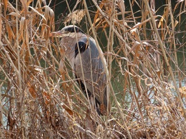 Nádszálak mögött megbújva
