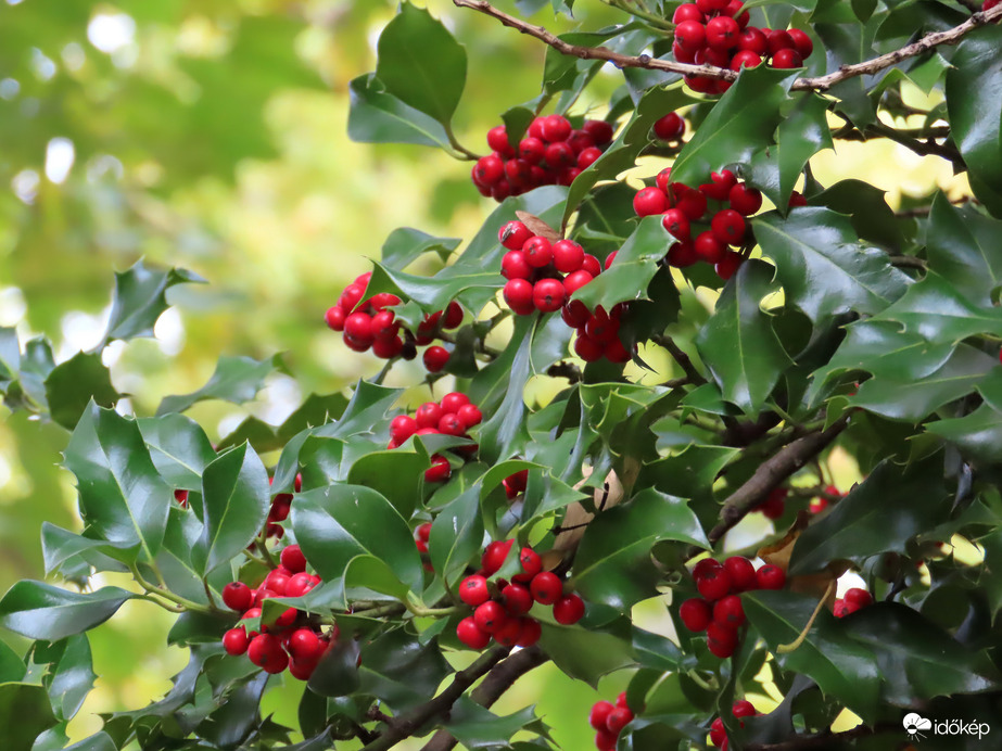 Magyalbokor a parkban
