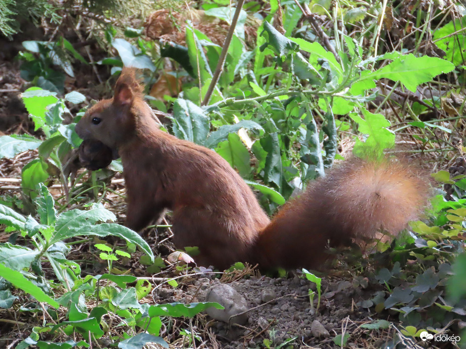 Találtam egy diót!
