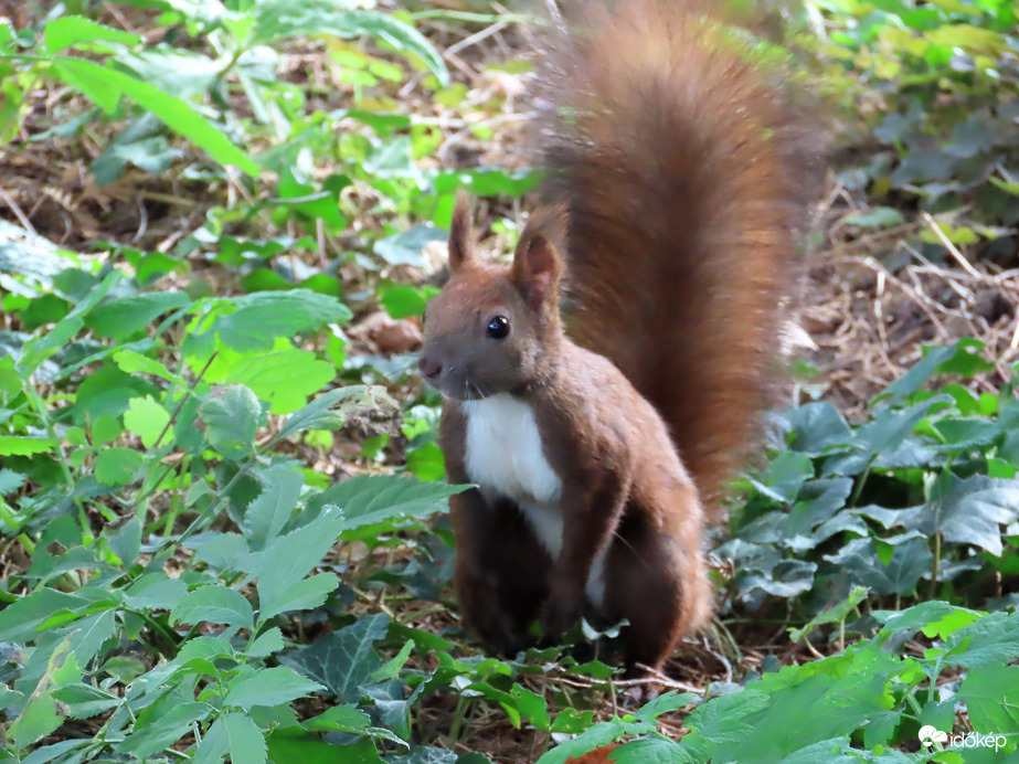 Sziasztok! Misi mókus vagyok!