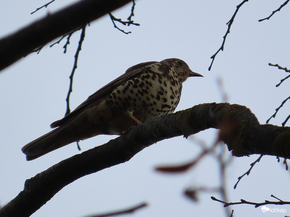 Léprigó a magasban