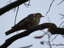 Léprigó a magasban