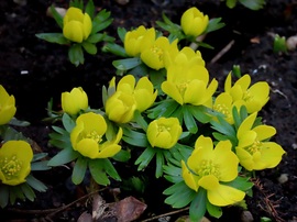 Kinyílt a Téltemető