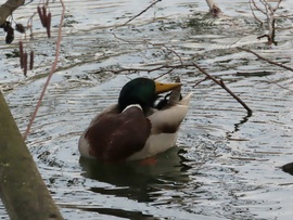 Tollászkodó Tőkés réce