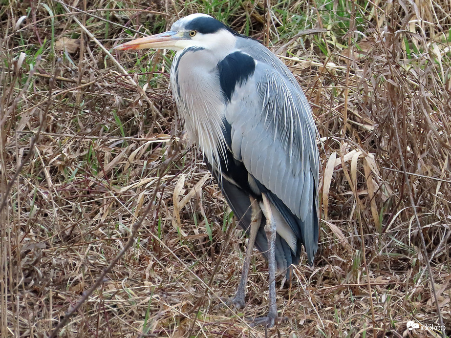 Véres maradt a csőröm! Most lebuktam?