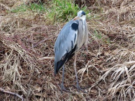 A kutyások megzavarták a pihenőmet!