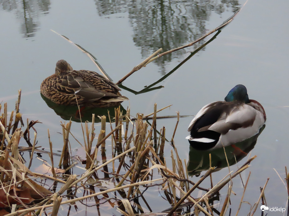 Szunyókáló récepár