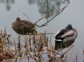 Szunyókáló récepár