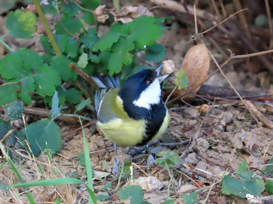 Nézd mit találtam!