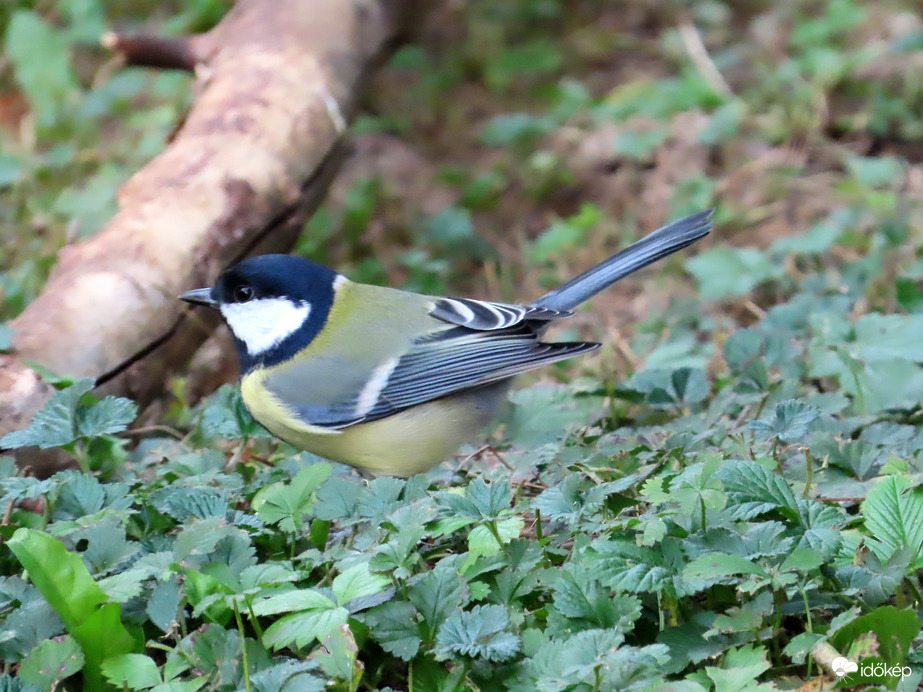 Fű között keresgélő Széncinege