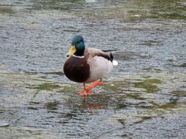 Csak óvatosan! Vékony a jég!