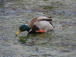 Még jó,hogy tudok úszni!