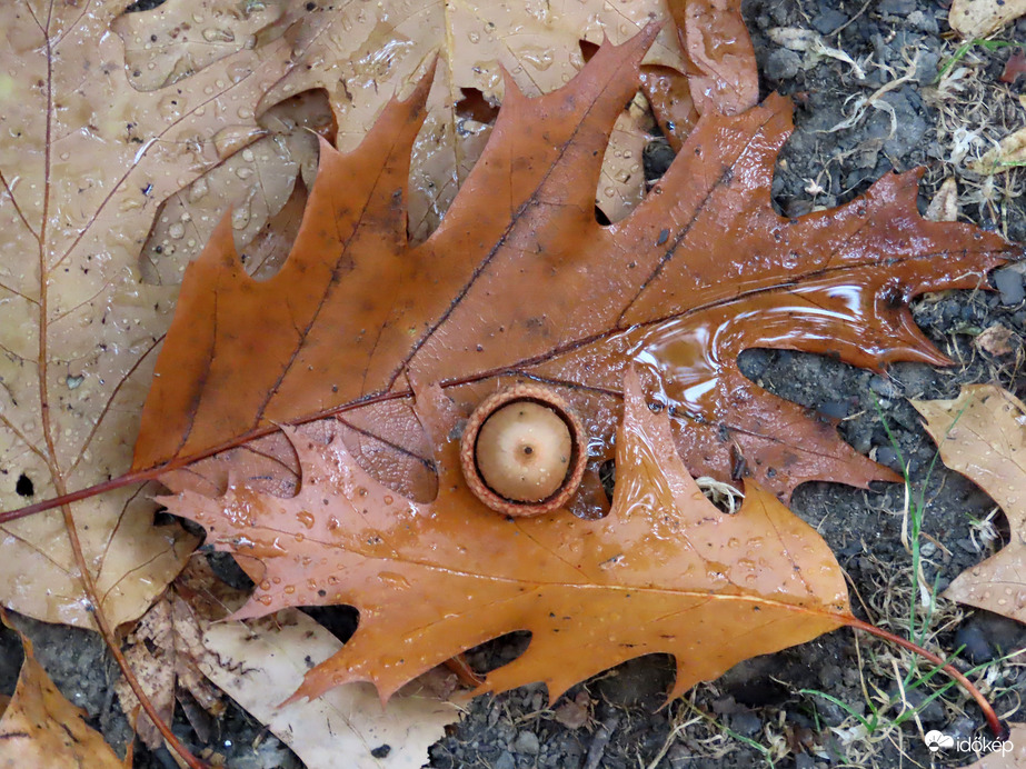 Tölgylevelek makkal