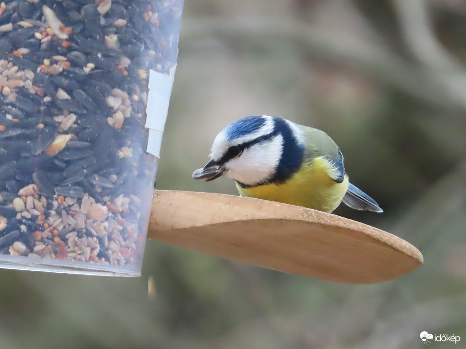 Óriási madárforgalom a Csónakázó-tó szigetén: Kék cinege