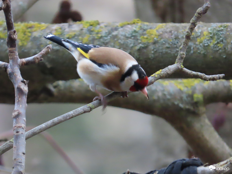 Óriási madárforgalom a Csónakázó-tó szigetén: Tengelic