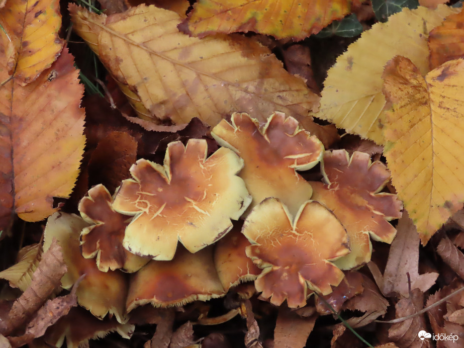 Levelek között megbújva