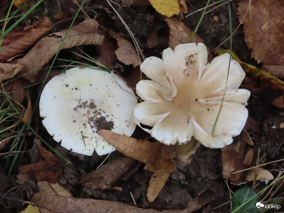 Levelek között megbújva